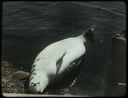 Image of White Whale, Chidley, Labrador